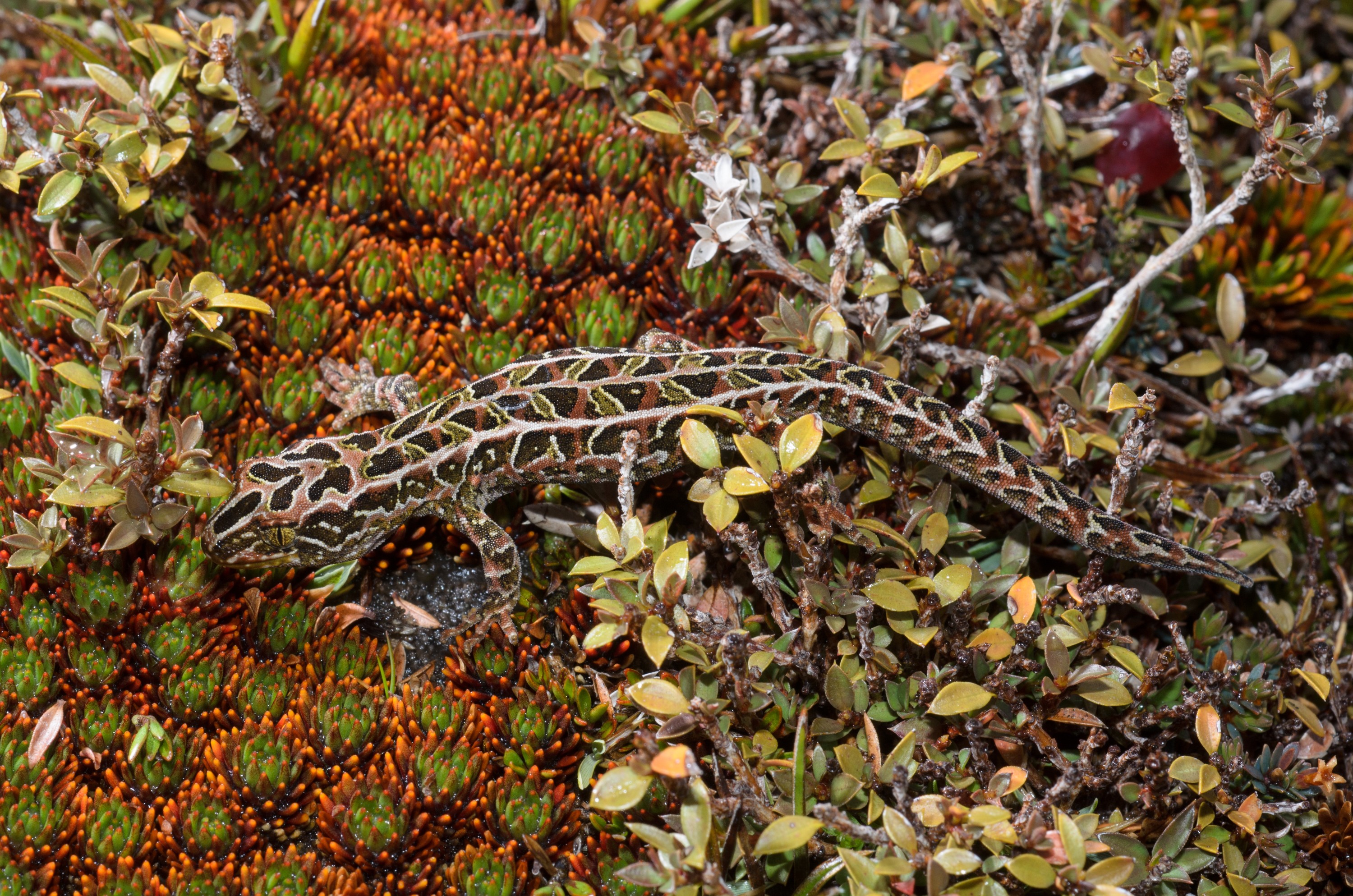 DSC_2818 – Adventure, Crispin, Hoplodactylus, Island, March 2017, National Park, New, New Zealand, Rakiura, South, Stewart, Tukutuku rakiurae, Zealand, amazing, gecko, harlequin gecko, rare, stunning